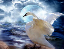 Лебедь у моря