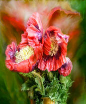 Большие цветки маков