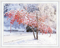 Спелая рябина под снежным покровом