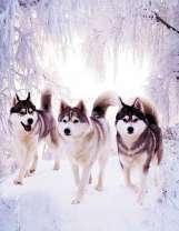 Три лайки в зимнем лесу