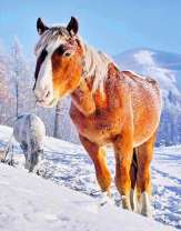 Выгул лошадей на заснеженных холмах