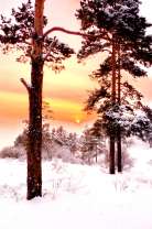 Заснеженные сосны