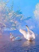 Танец двух лебедей на озере