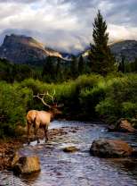 Большой олень у горной реки