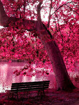 Скамья у озера под розовым деревом