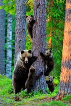 Медвежья семья у дерева