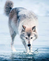 Волк у воды