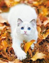 Белоснежная кошечка среди осенних листьев