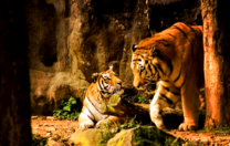 Два больших тигра у пещеры