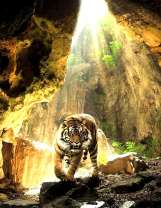 Злой тигр в ущелье