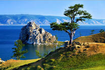 Сосна на берегу Байкала