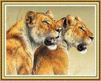 Пара взрослых львиц в сухой траве