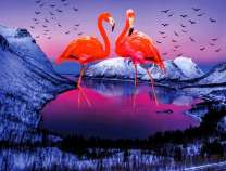 Фламинго на озере в вечернее время