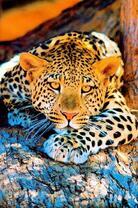 Леопард в лучах заходящего солнца