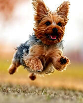 Довольный пёсик на прогулке