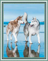 Рыжая и серая лайки на льдине