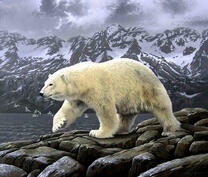 Полярный медведь на скале у моря