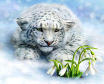 Снежный барс и первый подснежник
