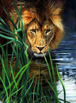 Грозный лев у водопоя