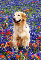 Длинношерстый лабрадор и полевые цветы