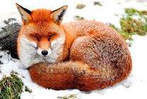 Рыжая лисичка на снегу