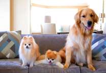 Шпицы и лабрадор на диване