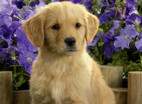 Щенок песочного цветами на фоне цветов