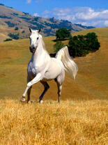 Белый конь на золотистых холмах