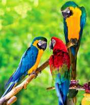 Три ярких ара на ветке дерева