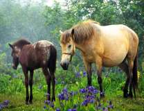 Лошади на лесной поляне