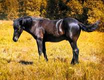 Черный конь на золотистом осеннем лугу