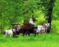 Запряженная карета в летнем лесу