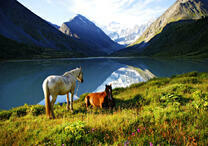 Лошади отдыхают на горном озере