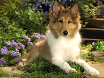 Собака породы Шелти