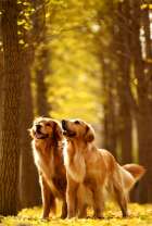 Пара собечек в осеннем парке