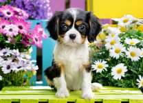 Милый щеночек и ромашки