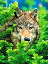 Волк в еловом лесу