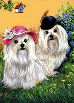 Пара мальтийских болонок