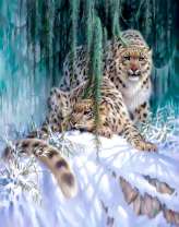 Снежные барсы на скале в снегу