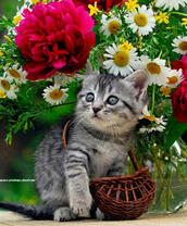 Котёнок с корзинкой и цветы