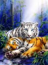 Тигр и белая тигрица в зарослях бамбука