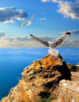 Чайки на скалистом утёсе