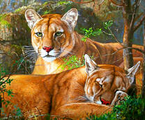 Две пумы отдыхают в лесной чаще