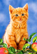 Рыжий котёнок и спелые яблоки