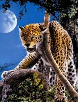 Леопард на дереве под луной