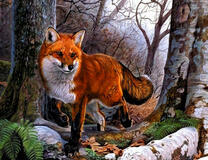 Хитрая лиса в лесу