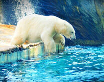 Белый медведь на льдине