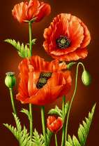 Три цветущих мака