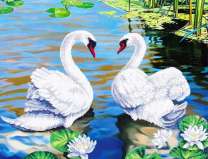 Пара лебедей на зеркальном озере с лотосами