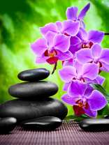 Фиолетовая орхидея и гладкие камни